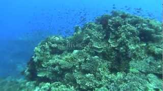 Warwick Fiji resort amp Spa Coral Coast  Scuba diving introduction [upl. by Pepillo]