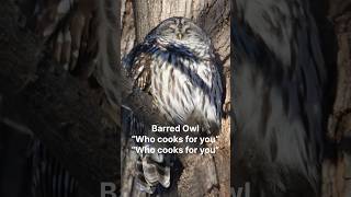 Learn 5 Common Owl Calls [upl. by Mashe515]