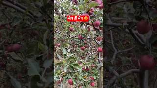 सेब ही सेब 😍🍎 Himachal Apple garden tour in Pabbar Valley Rohru [upl. by Htedirem697]