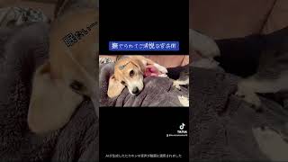 寒くなってきたから兄弟揃ってぬくぬくしてる😂柴犬 柴 犬 犬のいる生活 犬のいる暮らし 黒柴 dog shiba イケおじ官兵衛 官兵衛 ぬくぬくウトウト眠い なでなで [upl. by Lawtun299]