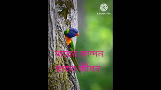 Mayer Kandon jabot jibon Sarifuddin  Shahnaz najmin recordingmusic 2024 [upl. by Necaj511]