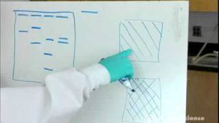 Electrophoresis How to Read Results [upl. by Nosrac547]