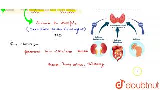 Why is parathormone also called Collip\s hormone   CLASS 11  CHEMICAL COORDINATION AND INTEG [upl. by Rourke]