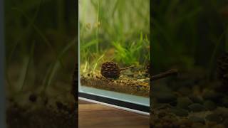 Putting Casuarina Cones in my Shrimp Tank [upl. by Ohcamac]