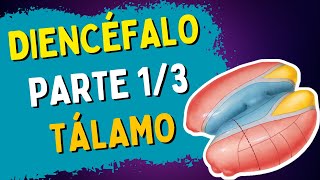 Anatomia do DIENCÉFALO  Parte 13  TÁLAMO [upl. by Ical]