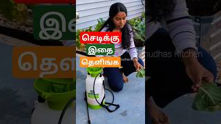 🇺🇸செடிக்கு இதை தெளிங்க  Homemade and Easy plant pesticide  shorts [upl. by Nosyd583]