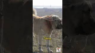 Der Kangal Der ultimative Schutzhund in Aktion 🛡️🐕 Shorts Kangal [upl. by Eityak]