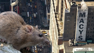 New York City LeptospiroseInfektion durch Ratte endet tödlich [upl. by Ennovahc]