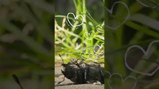 Brave Beetle Bug Rescues Himself  Nature Videos for Kids [upl. by Dorfman]