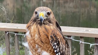 Red shouldered Hawk animal encounter with activity sheet [upl. by Joerg160]