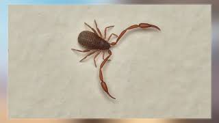 Pseudoscorpion [upl. by Ailaht]