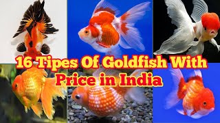 16 Types Of Goldfish With Price in India  Goldfish Price🐠  All Types Of Goldfish 🐟 Goldfish [upl. by Sedecram]