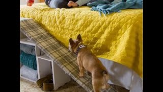 Scaletta per cani fai da te  Il cane sale e scende in autonomia dal letto [upl. by Moazami]