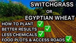 EGYPTIAN WHEAT amp SWITCHGRASS SCREENING [upl. by Anselm]