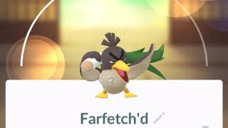 Pokemon GO Farfetchd Galarian Pokedex 360 Degree View [upl. by Redyr598]