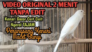 2 MENIT TANPA EDIT ‼️ Kenari gacor Cuit Cuit Ngerol TAJAM [upl. by Agni]