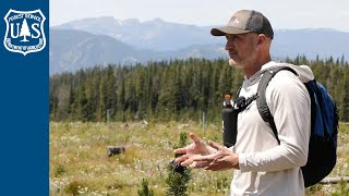 The Importance of Whitebark Pine and Wildlife [upl. by Nuy]