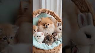 💖 Trio of Cuteness  Pomeranian Kitten amp Bunny Snuggle Fest 🐾✨ fluffydogs cutedogs cute [upl. by Stinson]