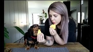 12 More Cute and Funny Dachshund Videos Instagram  Sausage Dogs Videos try Not To Laugh Compilation [upl. by Prichard998]