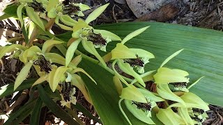 Coelogyne pandurata [upl. by Lillis967]