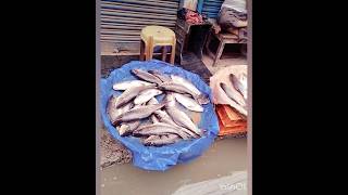 মাছের মেলা 🐟🐟 Fish fair [upl. by Noyerb]