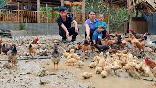 Harvesting watermelons goes to the market sell  Taking care of pets  Hà Tòn Chài [upl. by Evander]