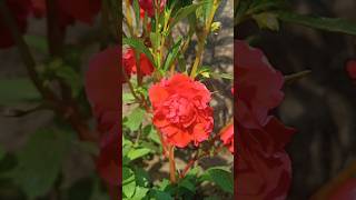 Red Balsam flower 😍❤️ Song Ek Din Aap  flowers balsam ekdinaap artistnamrata [upl. by Ahsinna]