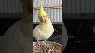 cockatiel birds cockatielbird pets parrot cockatielsinging cockatielsound ytshorts shorts [upl. by Nisbet235]