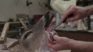 How To Correctly Cape A Deer Head For Taxidermy [upl. by Dodie]