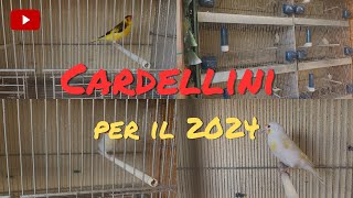 Cardellini per ibridi 2024 prime selezioni [upl. by Ainigriv]