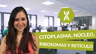 Citoplasma núcleo ribosomas y retículo endoplásmático  Biología  digiSchool [upl. by Areht]