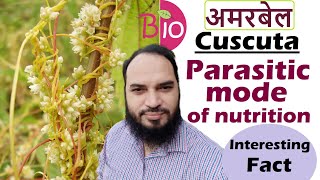 Cuscuta a parasite plant अमरबेल by Simply The Best BIO [upl. by Gibbs]