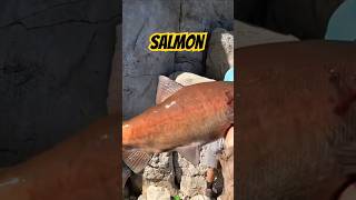 First time salmon snagging in New Mexico Navajo Dam salmon snagging outdooradventures newmexico [upl. by Cassy886]