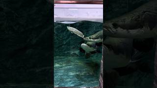 Arapaima ate 🩶 a silver arowana fishing arapaimafish shortsviral short viral trending [upl. by Pollack]