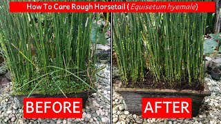 How to care rough horsetail Equisetum hyemale or scouringrush or bambu air [upl. by Divadnhoj]