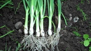 How to Grow Spring Onions from Seed [upl. by Nwaf]