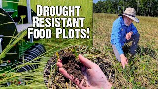 Drought Resistant Food Plots How to survive the drought [upl. by Latouche]