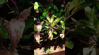 iguananaturethalagoya🦎 තලගොයා 🦎 චුට්ටක්වත් බය නෑනෙ🤷 [upl. by Arney]