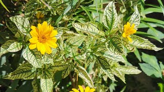 Heliopsis helianthoides Sunburst one of the most beautiful variegated foliage hardy garden plants [upl. by Roxanna]