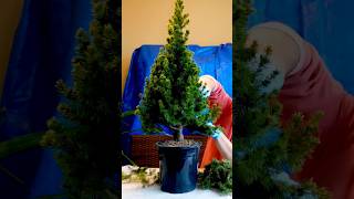 🎄 How to create a Spruce Bonsai Tree 🌲 bonsai bonsaitreesforbeginners shortsvideo howto [upl. by Becht]