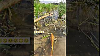 Fishing short fish fishing fishingvideo shorts shortsviral [upl. by Adnuahs392]