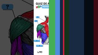 🔴👉 QUIZ DE ANATOMIA 🟨 Aula de Anatomia humana shorts [upl. by Esyak]