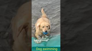 The dog 🐕 loves swimming in the river6kviralshorts [upl. by Jacquelynn]