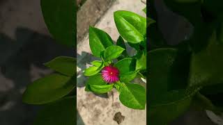 Ice Plant iceplant flowers viral youtubeshorts [upl. by Alacim670]