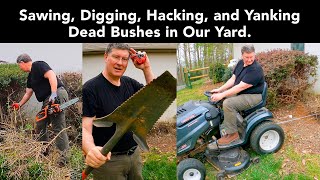 Hedge Removal and Root Ball Extraction with Root Slayer amp TroyBilt Super Bronco 50 XP Riding Mower [upl. by Kreindler]