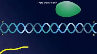 Biology for CBSE Class 12 Transcription Unit [upl. by Neenej]