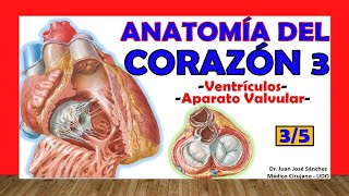 🥇 Anatomía del CORAZÓN 35  Ventrículos Aparato valvular [upl. by Nitram]