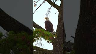 Cariboo Life  Filming an Eagle in a Rainstorm [upl. by Arikehs]