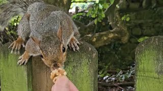 🐿 Squirrel grovepark weston squirrelwatching cuteanimals 2024 bekindtoanimals wildlife cute [upl. by Anahsahs874]