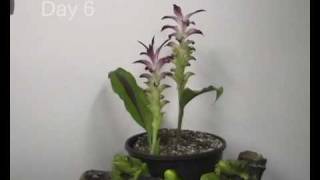 Curcuma Opening  Timelapse Version 1 [upl. by Rimhsak43]